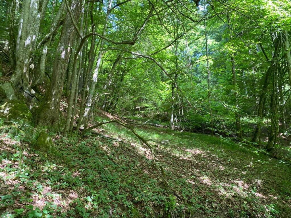 Iggensbach - Waldgrundstück Nähe Iggensbach/Handlab