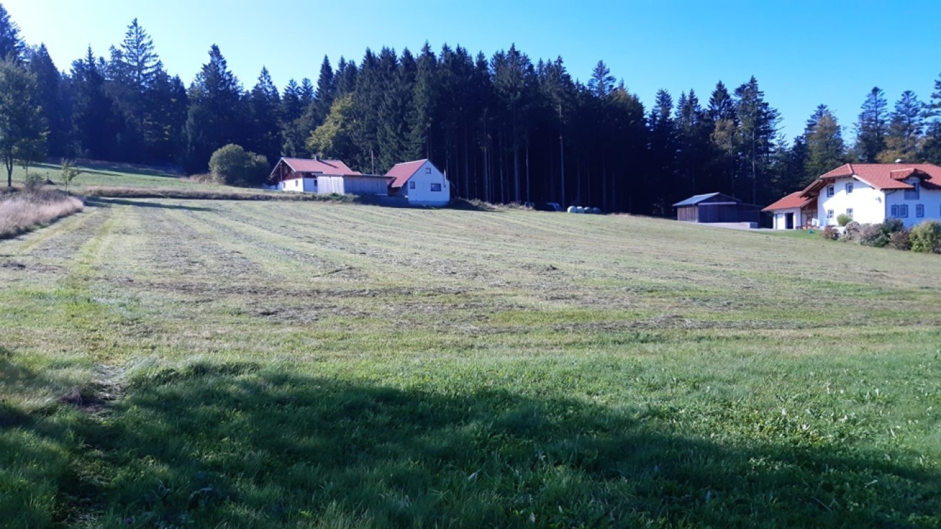 Herzogsreut - Baugrundstück mit 2 ausgewiesenen Grundstücken, bis zu 6 Grundstücke möglich in Herzogsreut